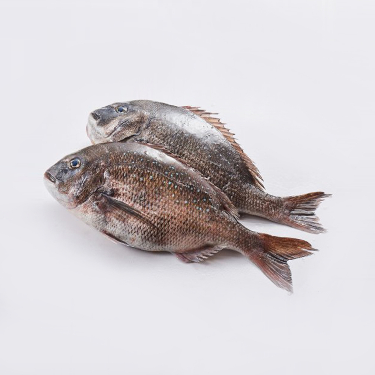 국산 생물도미 (마리)
