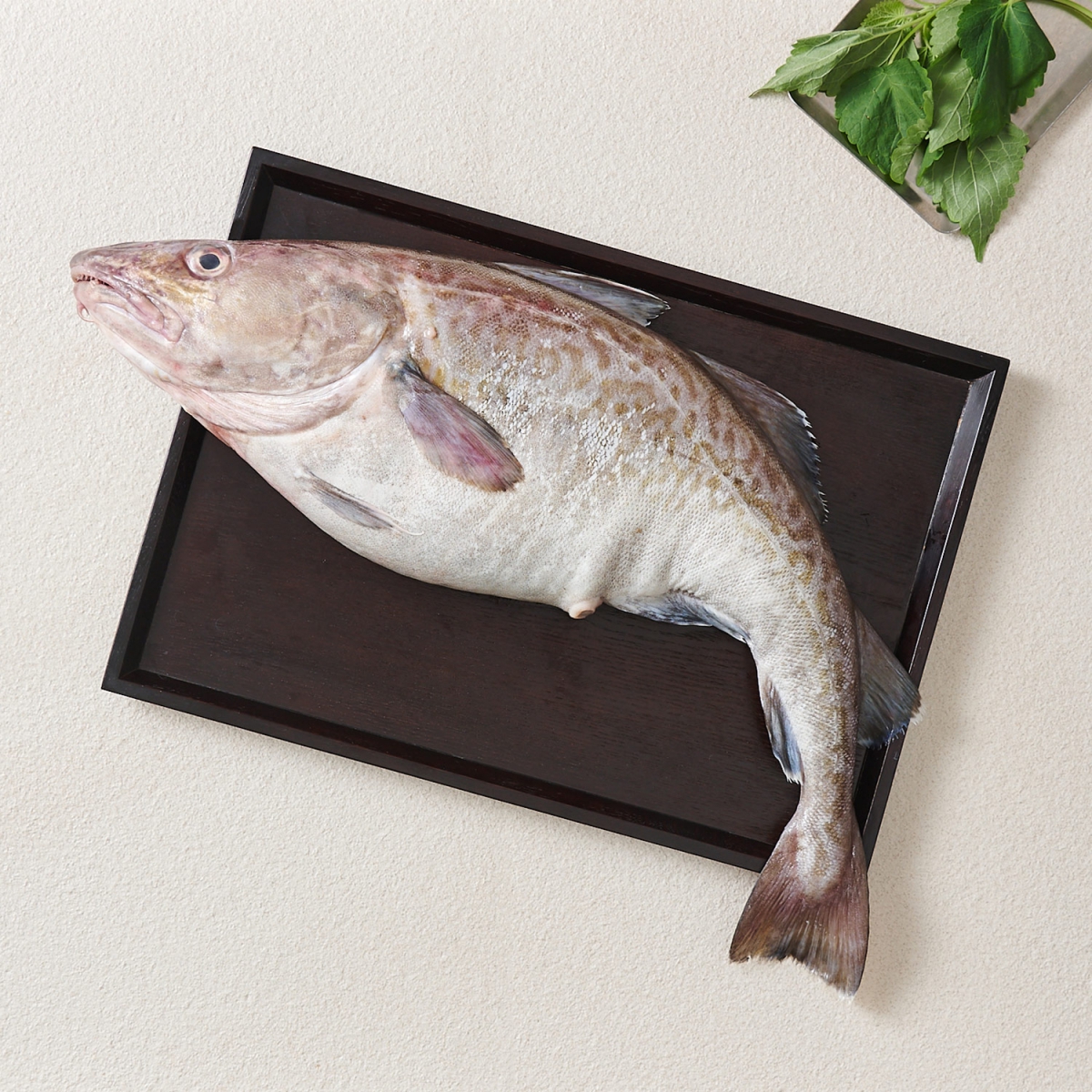 국산 생물 대구(특대) (1EA)